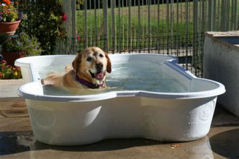 hondenbadnl de leukste zwembaden voor je hond boktnl