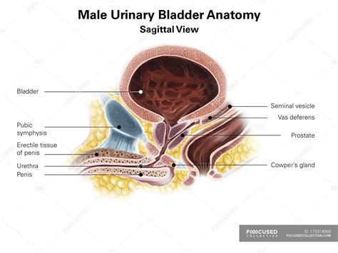 Male Bladder Anatomy Diagram Diagram Media