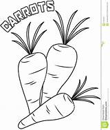 Carrots Drawing Coloring Pages Getdrawings sketch template