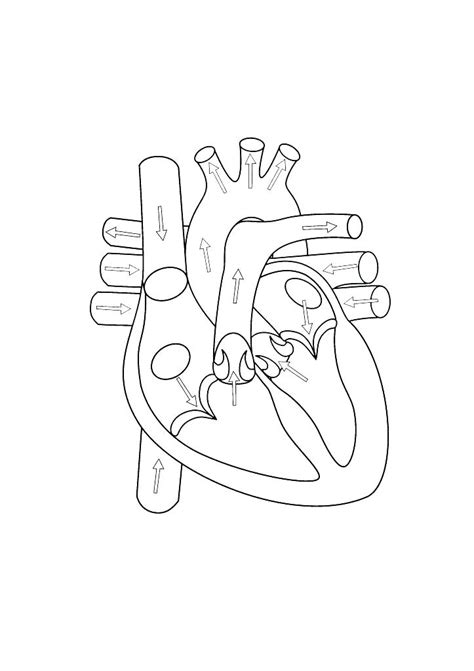 heart diagram coloring page  getcoloringscom  printable