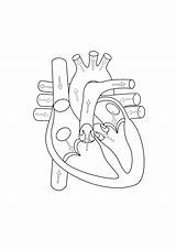 Heart Coloring Diagram Getcolorings Anatomy Color Human sketch template