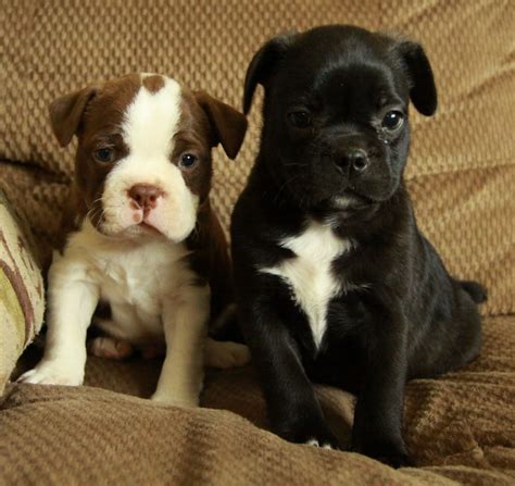 boston terrier  beagle puppies dogs  sale puppies  sale
