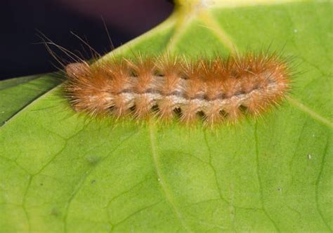 puss american dagger moth what to know about poisonous caterpillars