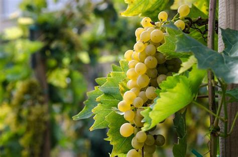 5 Delicious Fruits That Grow On Vines