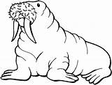 Walrus Coloring Clipart Pages Printable Clip Animals Library Sea Animal Drawing Kids Cliparts Arctic Print Gif Seals Wildlife Projects Clipartbest sketch template