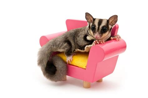 images  sugar glider inspiration  pinterest toys thermostats  guinea pigs