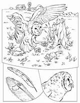 Coloring Owl Pages Barn Uilen Animals Kids Color Kleurplaten Colouring Owls Animal Book Print Printable Adult Kleurplaat Fun Uil Geographic sketch template