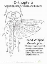 Arthropod Homeschool Orthoptera Worksheet Third sketch template