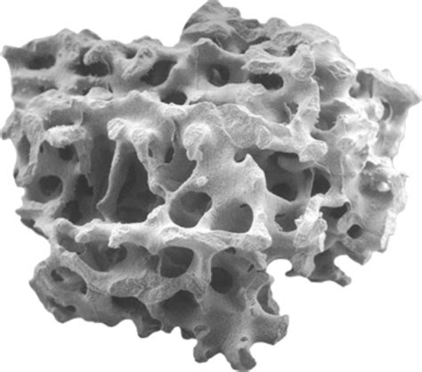 importance  biomimetic porosity  bone formation part  pore