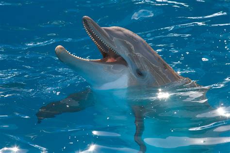 blog van celine welkom op mijn blog mijn lievelingsdier  de dolfijn