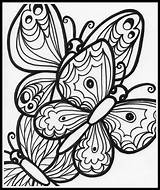 Coloring Life Cycle Butterfly Pages Getcolorings Getdrawings sketch template