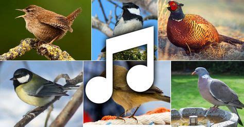 ontdek de vogels van nederland met behulp van vogelgeluiden en afbeeldingen allemaal gratis