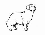 Golden Retriever Dog Coloring Coloringcrew Print sketch template