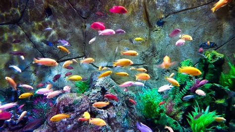 small red freshwater aquarium fish   aquarium fish