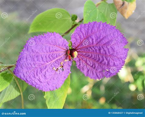 purple wing vine flower  petals stock image image  bloom bright