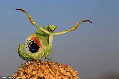 female praying mantises eat their partners as it boosts