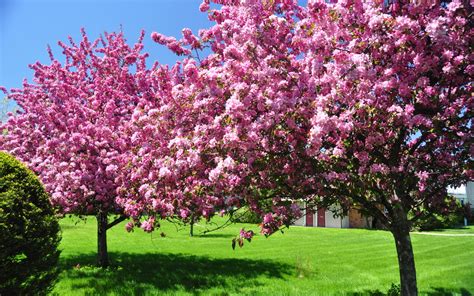 fondos de pantalla primavera floracion de arboles cesped naturaleza descargar imagenes