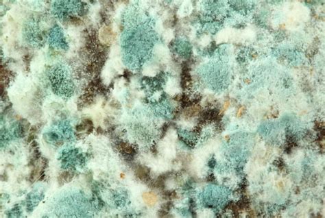 mold frequently asked questions