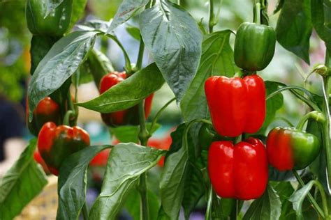 All About Male And Female Bell Peppers Myth Is It The Truth