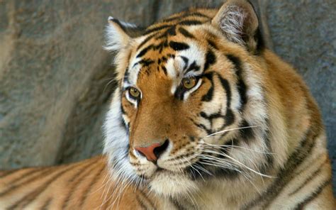 bengal tiger wallpapers hd wallpapers id