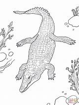 Crocodile Coloring Pages Nile Baby River Sheet Printable Realistic Alligator Template Popular sketch template