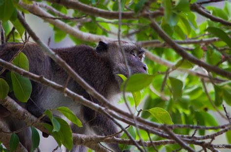 bird watching  lagen island resord el nido palawan jon raz