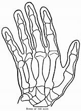 Hand Bones Drawing Skeleton Draw Hands Human Structure Tutorial Easy Drawings Underlying Step Anatomy Getdrawings Paintingvalley sketch template