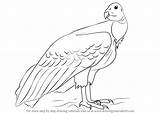Condor California Draw Drawing Step Birds Tutorials sketch template