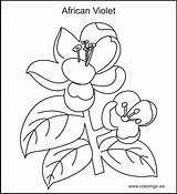 Coloring Violet Pages Designlooter 4kb Flowers sketch template