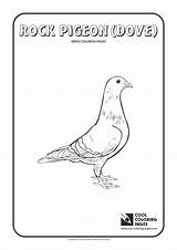 Coloring Pages Pigeon Rock Cool Birds Print Animals sketch template