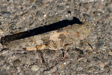 pallid winged grasshopper trimerotropis pallidipennis oe flickr