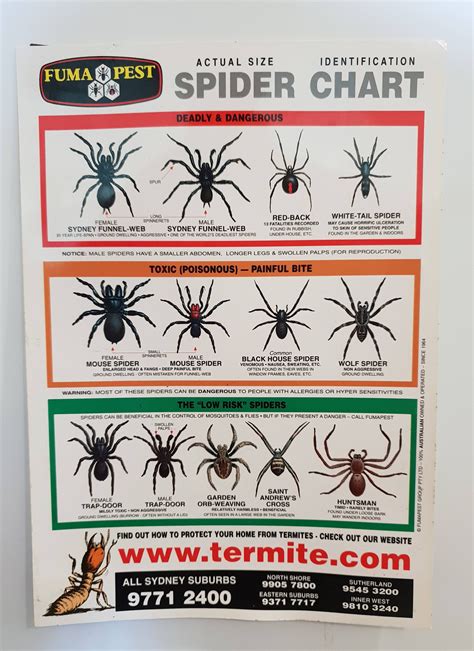 spider identification chart  australia mildlyinteresting