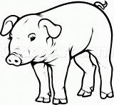 Pig Drawing Draw Step Pot Belly Realistic Pigs Clipart Drawings Easy Sketch Animals Farm Coloring Hoof Bellied Cliparts Animal Dragoart sketch template