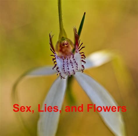 Sex Lies And Flowers By Paul Amyes Blurb Books