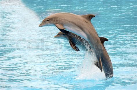 zwei delphine springen aus dem wasser stock bild colourbox