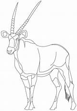 Antelope Gemsbok Drawing Coloring Pages Prowess Technical Outline Pronghorn Coloringbay Paintingvalley sketch template