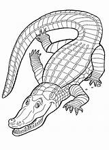 Krokodile Malvorlagen Malvorlagen1001 Krokodil sketch template