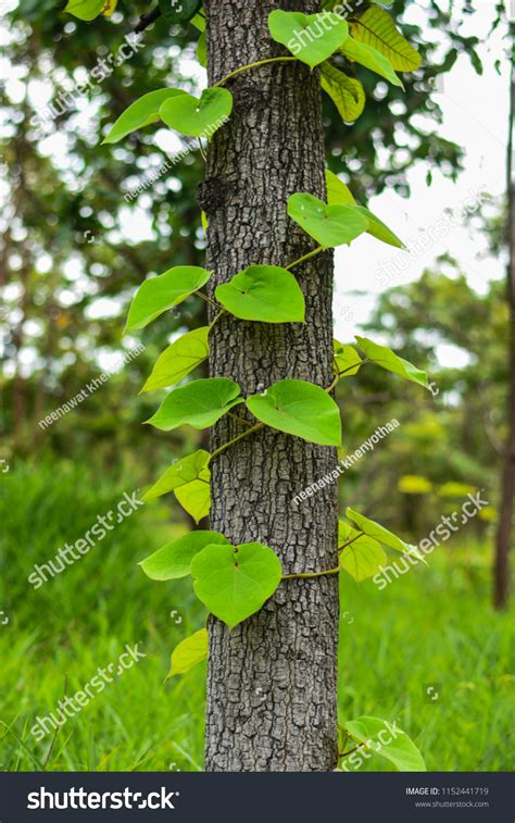 vines wrapped  tree images stock  vectors shutterstock