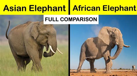 asian elephant  african elephant comparison  hindi shorts short