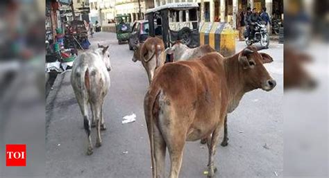 Not Bullish India Plans To Fix Its Cattle Sex Ratio India News