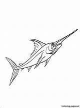 Swordfish Coloring Pages Color Kids Printable Penciling Line Drawing Print Only Available sketch template