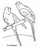 Coloring Pages Pet Parakeet Parakeets Two Budgie Couple Choose Board Bird Getdrawings Drawing sketch template