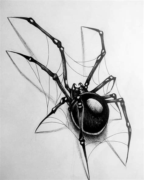 spider drawings pictures