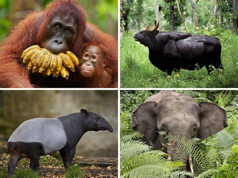 malaysians   reason   endangered animals