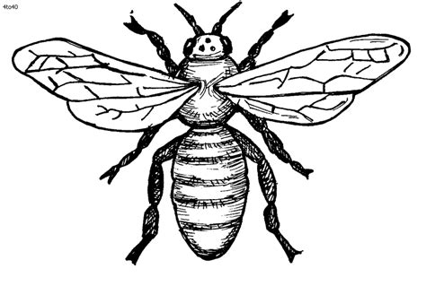 realistic bee coloring pages clip art library