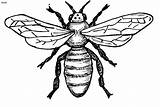 Bee Coloring Pages Outline Clipart Realistic Kids Cliparts Bees Clip Library Book sketch template