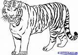 Tiger sketch template