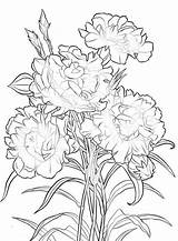 Carnation Coloring Flower Pages Getcolorings sketch template