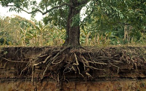 roots tree care sabatello tree care
