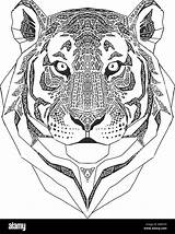 Tigre Tete Selvatici Coloriage Colorare Zentangle Testa Stilizzato Nero Isolati Mandala Ispirato Ritratto Isole Stylise sketch template